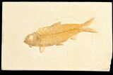 Detailed, Knightia Fossil Fish - Wyoming #78315-1